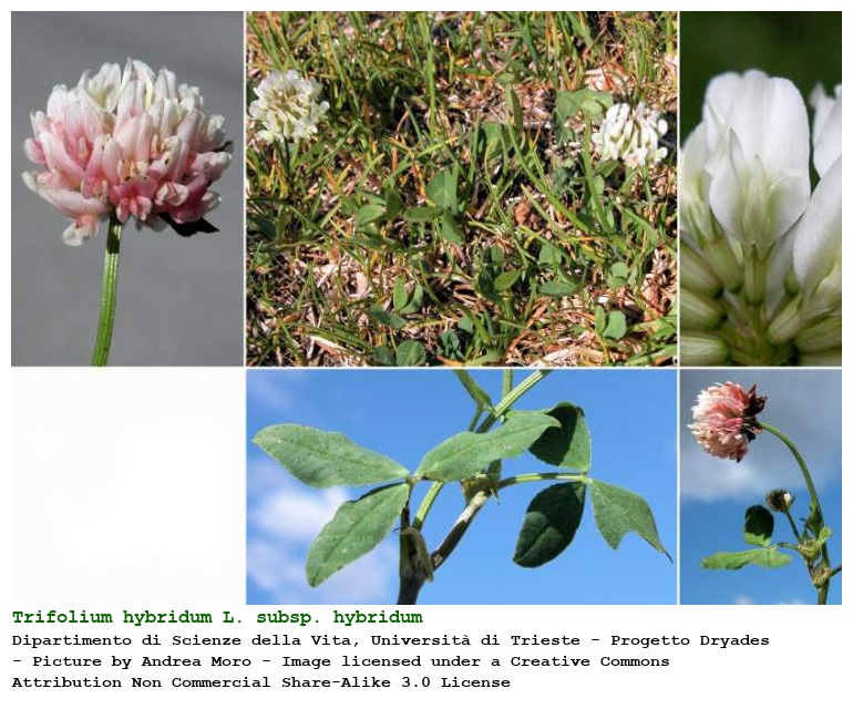 Trifolium hybridum L. subsp. hybridum